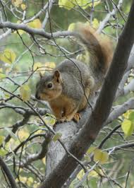 Twelve Things About Squirrels That Will