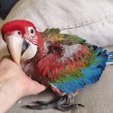 the best baby pet macaw parrots from us
