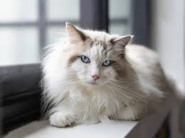 8 long haired cat breeds totally worth