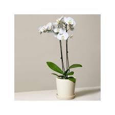 double stem white orchids plant