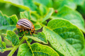 colorado beetle eats green potato
