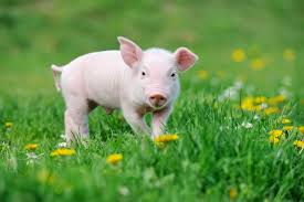 300 pig pictures wallpapers com