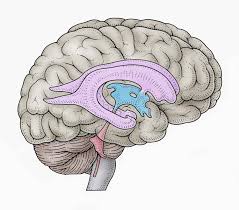 ventricles of the brain anatomy