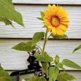Why are the leaves on my sunflowers turning yellow?