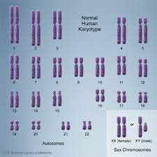 chromosomes affect