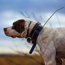 Search anything about wallpaper ideas in this website. Shop Dog Tracking Collars Systems For Hunting Dogs