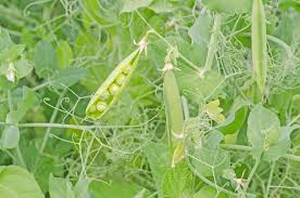 caring for garden peas how and when