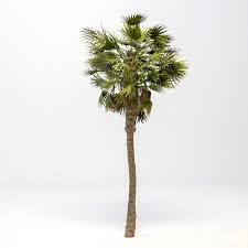 Washingtonia robusta palma a ventaglio messicana skyduster 10_seeds. Washingtonia Robusta Palm 3d Model Download 3d Model Washingtonia Robusta Palm 112539 3dbaza Com