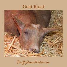goat bloat