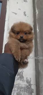 trust kennel pomeranian puppies for