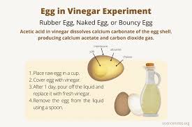 Egg In Vinegar Experiment Make A
