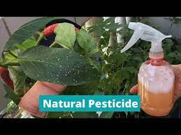diy pesticide homemade insect