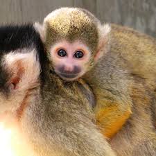 squirrel monkey es is very adorable