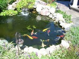 fish pond care photography feature