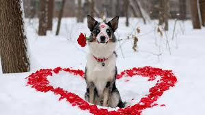 Valentines high resolution wallpaper valentine. Valentine Dog Wallpapers Top Free Valentine Dog Backgrounds Wallpaperaccess