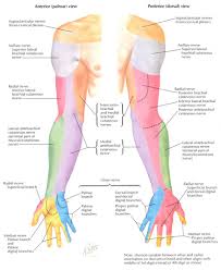 Upper Extremity Peripheral Nerves Netter Google Search