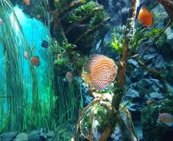 aquarium poema del mar love gran