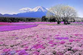 breathtaking view of mount fuji japan ...