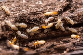 Termites Right Away Best Pest Control