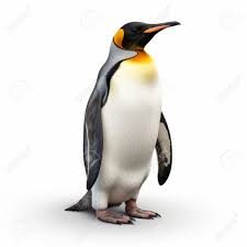 ペンギン リアル