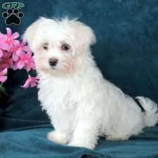 maltese puppies greenfield