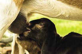 newborn goats and the first days of