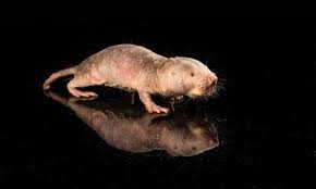 Mole Rat Gene Could Be Key To