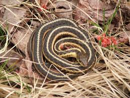 I have a family of garter snakes living in my concrete patio off my family room. The 17 Snakes You Might Meet In Michigan Mlive Com