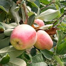 The fruit yield will increase each year. Apples Are Generally Late Blooming Need Full Sun Well Drained Soil And Moderate Fertility Thin Fruit To Maximize Growing Apple Trees Apple Tree Fruit Trees