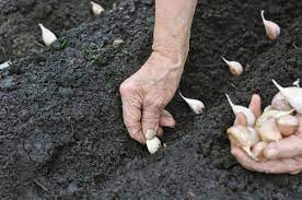 Plant Your Garlic In October The Seed Guy