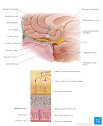 Olfactory Pathway And Nerve Anatomy Kenhub