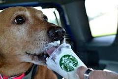 are-puppuccinos-free