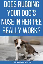 does rubbing your dog s nose in her