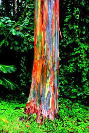 13 Rainbow eucalyptus tree ideas | rainbow eucalyptus tree, rainbow eucalyptus, eucalyptus tree
