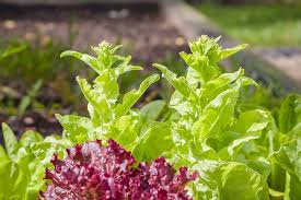 why homegrown lettuce is bitter and how