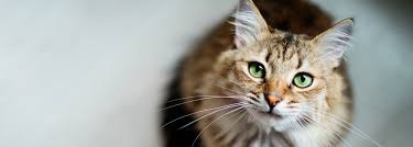cbd oil for cats with anxiety all the