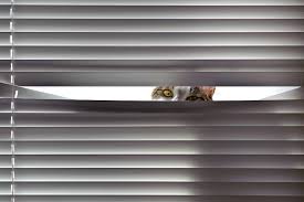 your cat out of your blinds