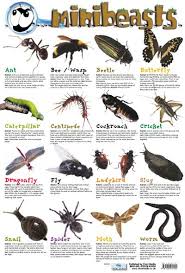 Mini Beasts Insects Nature Poster Chart Minibeasts Eyfs