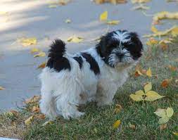 black and white shih tzu dog pictures