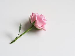 hd wallpaper single pink rose white