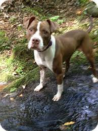 The american staffordshire terrier contributes to this hybrid's high energy levels. Whitestone Ny American Staffordshire Terrier Boxer Mix Meet Bailey Fka Liberty A Dog For Adoption Http Www Dog Adoption Kitten Adoption Beautiful Dogs