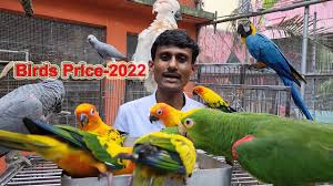 exotic birds 2022 in india don