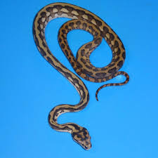 coastal carpet python es