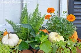 Gourds In Fall Window Boxes Cottage