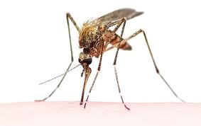 Mosquito Control For Your Atlanta Yard