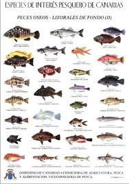 Fish Poaching Inspections Lanzarote Information Peixes