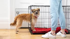 Will Your New Pup Have to Spend a Lot of Time Confined in Their Crate?