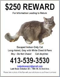 Flyer Design Templates Lost Pet Research Recovery Lost Cat