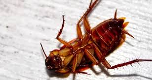 Remember that prevention is key since keeping pests out is a whole lot easier than getting rid of them when they've already made your home. Roach Control Miami Fl Roach Extermination Removal Nrpc