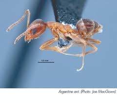 common house invading ant species